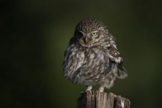 Little owl (Athene noctua) on fence post, fluffed up up, Teutoburg Forest, Osnabrücker Land, Lower