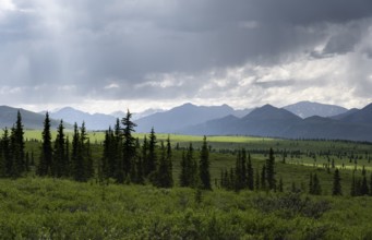 Taiga and tundra, mountain landscape of the Alaska Range with dramatic cloudy sky, Denali National