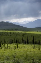 Taiga and tundra, mountain landscape of the Alaska Range with dramatic cloudy sky, Denali National