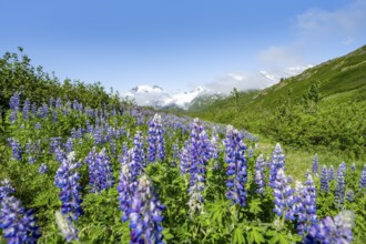 Picturesque landscape on the Richardson Highway, blooming Alaskan lupines (Lupinus nootkatensis),