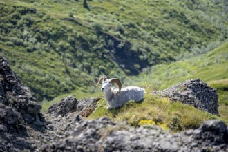 Dall sheep or Alaskan snow sheep (Ovis dalli) sitting on a rocky outcrop in the mountains, Denali