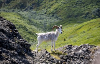 Dall sheep or Alaska snow sheep (Ovis dalli) between rocks, Denali National Park and Preserve,