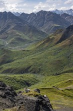 Dall sheep or Alaskan snow sheep (Ovis dalli) between rocks, mountain landscape, Denali National