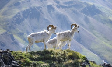 Dall sheep or Alaskan snow sheep (Ovis dalli) on a rocky outcrop in the mountains, Denali National