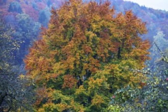 Oak tree (Quercus) in its autumn colours, Franconia, Bavaria, Germany