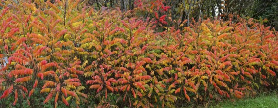 Vinegar trees (Rhus typhina) in their autumn colours, Franconia, Bavaria, Germany