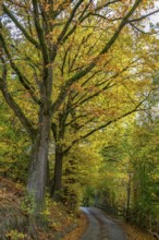 Oak trees (Quercus) in autumn colour, Franconia, Bavaria, Germany