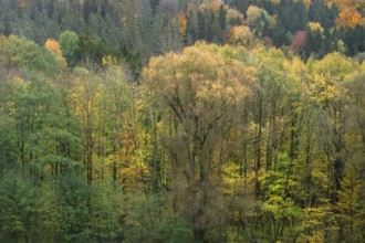 Herbstlicher Mischwald, Egloffstein, Upper Franconia, Bavaria, Germany