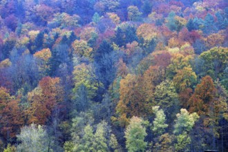 Mixed autumn forest, Franconian Switzerland, Egloffstein, Upper Franconia, Bavaria, Germany