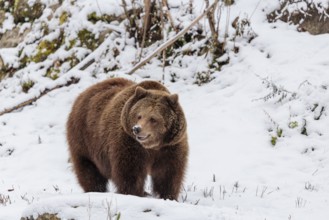 A Eurasian brown bear (Ursus arctos arctos) runs across a snow-covered meadow in hilly terrain.