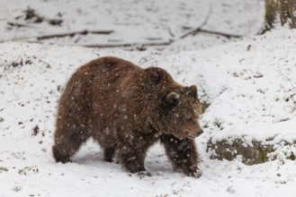 A Eurasian brown bear (Ursus arctos arctos) runs across a snow-covered meadow in hilly terrain