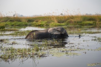African elephant (Loxodonta africana) swimming in the swamp, Xakanaxa Lagoon, Okavango Delta,