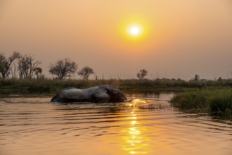 African elephant (Loxodonta africana) swimming in the swamp, at sunset, Xakanaxa Lagoon, Okavango