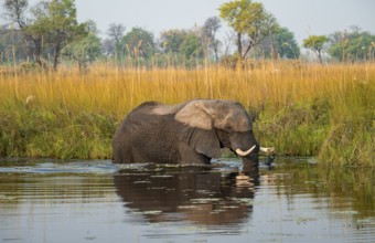 African elephant (Loxodonta africana) in the swamp, Xakanaxa Lagoon, Okavango Delta, Moremi Game