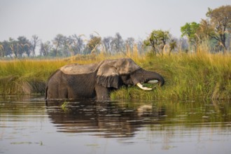 African elephant (Loxodonta africana) grazing in the swamp, Xakanaxa Lagoon, Okavango Delta, Moremi