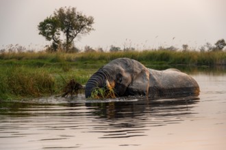 African elephant (Loxodonta africana) in the swamp, grazing, in the evening light, Xakanaxa Lagoon,