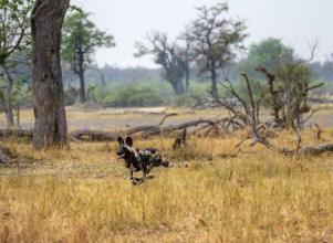African wild dog (Lycaon pictus) running, hunting, Xakanaxa, Okavango Delta, Moremi Game Reserve,