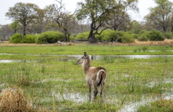 Elliptic waterbuck (Kobus ellipsipiprymnus), standing in shallow water, Okavango Delta, Moremi Game
