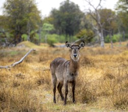 Elliptic waterbuck (Kobus ellipsiprymnus), Okavango Delta, Moremi Game Reserve, Botswana