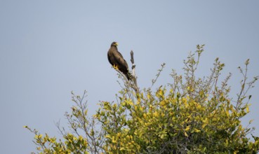Black Kite (Milvus migrans) sitting on a branch against a blue sky, Xakanaxa, Okavango Delta,