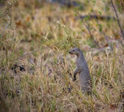 Zebra mongoose (Mungos mungo) standing upright, Xakanaxa, Okavango Delta, Moremi Game Reserve,