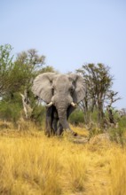 Elephant (Loxodonta africana) in dry grass, bull, Xakanaxa, Moremi Game Reserve, Botswana
