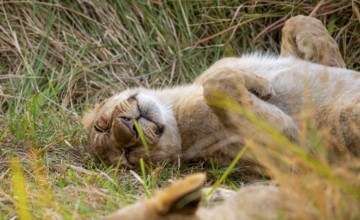 Lion (Panthera Leo) young lion lying asleep in the grass, Xakanaxa, Moremi Game Reserve, Botswana