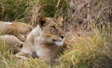 Lioness (Panthera leo) lying in the grass, Xakanaxa, Moremi Game Reserve, Botswana