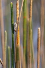 Marble reed frog (Hyperolius marmoratus), white patterned frog sitting on a papyrus, Xakanaxa