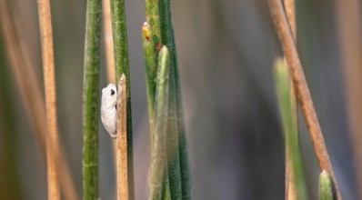 Marble reed frog (Hyperolius marmoratus), white frog sitting on a papyrus, Xakanaxa Lagoon,