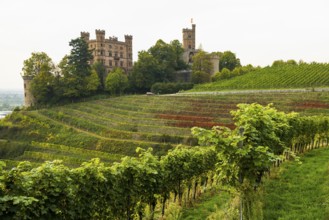 Castle and autumnal vineyards, Ortenberg Castle, Ortenberg, Kinzigtal, Ortenau, Black Forest,