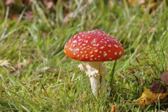 Red fly agaric (Amanita muscaria), fruiting body, in a meadow, close-up, Wilnsdorf, North