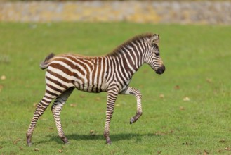 A Grant's zebra foal (Equus quagga boehmi) runs across a green meadow on a sunny day. East Africa
