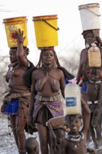 Himba woman fetching water, heavy water bucket on their heads, traditional Himba, Kaokoveld,