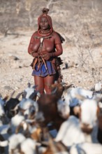 Himba woman taking care of goats, traditional Himba village, Kaokoveld, Kunene, Namibia