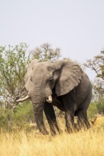 Elephant (Loxodonta africana) in dry grass, bull, Xakanaxa, Moremi Game Reserve, Botswana