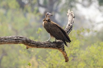 Black-capped vulture (Necrsoyrtes monachus) sitting on a branch, Xakanaxa, Okavango Delta, Moremi