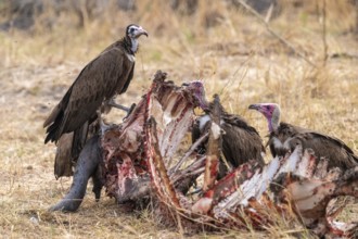 Black-capped vulture (Necrsoyrtes monachus) on a carcass, carrion of a dead buffalo, Xakanaxa,