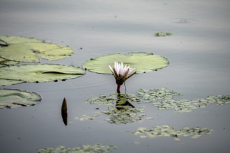 Flowering water lily (Nymphaea) in the water, Xakanaxa Lagoon, Okavango Delta, Moremi Game Reserve,