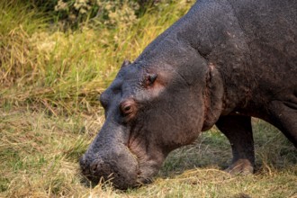 Hippopotamus (Hippopatamus amphibius), grazing in a meadow, animal portrait, Okavango Delta, Moremi