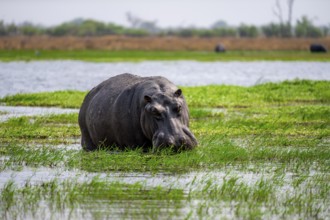 Hippopotamus (Hippopatamus amphibius), grazing in the shallow water of a lake, Okavango Delta,