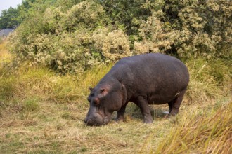 Hippopotamus (Hippopatamus amphibius), grazing in a meadow, Okavango Delta, Moremi Game Reserve,