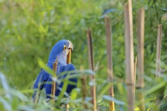 A hyacinth macaw (Anodorhynchus hyacinthinus) sits in dense green vegetation and nibbles on dry