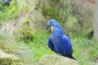 A hyacinth macaw (Anodorhynchus hyacinthinus) sits on a rock lying on a green meadow. Central and