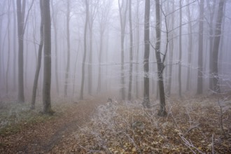 Fog and hoarfrost in the forest, Hoher Lindkogel, Lower Austria, Austria