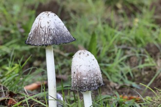 Crested tintling (Coprinus comatus), at the edge of the forest, fruiting body with cap, close-up,
