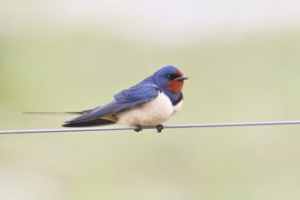Barn Swallow (Hirundo rustica) sitting on a pasture fence, wildlife, animals, birds, swallows,