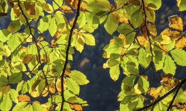 Autumn-colored leaves at Leopoldsteinersee, Eisenerz, Styria, Austria