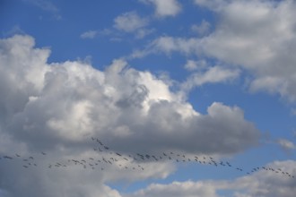 Wild geese (Anser anser) flying in formation under rain clouds (Nimbostratus) at the Darß,
