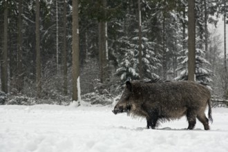 While it is snowing, a wild boar (Sus scrofa) searches for food in a snow-covered forest meadow,